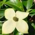 Cornus Angustata Empress of China Flowering Dogwood