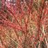 Cornus Sanguinea Annys Winter Orange Dogwood