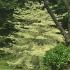 Cornus Controversa Variegata growing in an arboretum, buy online UK delivery