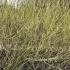 Cornus Flaviramea Dogwood in the Winter Landscape