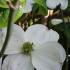 Cornus Florida Cloud Nine trees for sale online UK