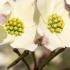 Tiny yellow flowers and white bracts of Cornus Florida Daybreak, Flowering Dogwood 