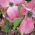 Cornus Florida F Rubra trees in flower, for sale online with UK delivery