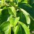 Cornus Florida Pluribracteata Flowering Dogwood Plena