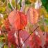 Cornus Florida Rainbow - American Dogwood. Blooms in late spring with flowers surrounded by four stunning white bracts. 