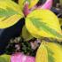 Cornus Florida Sunset (Flowering Dogwood), UK