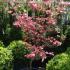 Cornus Florida Sunset Flowers, UK