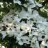 Cornus Kousa Szechuan Strawberry tree showing white bracts in early summer 