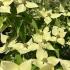 Cornus Kousa Big Apple Dogwood