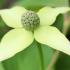 Cornus Kousa Cappuccino bracts in late Spring - early Summer, buy online UK