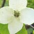 Cornus Kousa China Girl - summer flowering ornamental tree