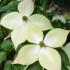 Cornus kousa deciduous tree with white bracts