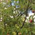 Mature Cornus Kousa tree, covered in strawberry like fruits - adored by birds. Growing in an English garden