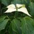 Cornus Kousa Milky Way, Chinese Dogwood Tree for sale at our London plant centre, buy online UK delivery