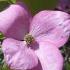 Cornus Kousa Miss Satomi tree, producing pink flowering bracts in June buy online with UK and Scotland delivery available.