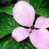 Pink bract on a dogwood tree for sale at our London plant centre, we deliver these ornamental trees nationwide UK