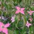 Cornus kousa Mount Fuji Japanese Dogwood with star-shaped flowers