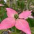 Cornus kousa Mount Fuji pink blushed flowers known as bracts which appear in the summer