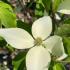 Cornus kousa Roberts Selectie Chinese Dogwood with white flowers