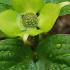 New bracts of Cornus Kousa Schmetterling - lime green will turn bright white. Great specimens for sale online UK & Ireland