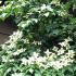 Cornus Kousa Schmetterling, is a profuse flowering ornamental dogwood tree. Buy online UK & Scotland delivery available. 