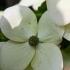 Cornus Kousa Teutonia Chinese Dogwood Ornamental Tree