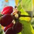 Cornus Mas Cornelian Cherry Dogwood Tree, buy online UK from our London plant centre, UK nationwide delivery