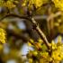 Cornus mas Cornelian Cherry tree with bright yellow flowers in early spring