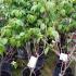 Japanese Cornus trees - Miss Satomi for sale at our London plant centre, delivery throughout the UK and Ireland