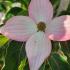 Cornus Mount Fuji pink bracts in late Spring - early Summer