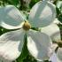 Cornus Norman Hadden, flowering dogwood tree in late Spring