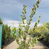 corp 1.5-1.75 m buy online UK.