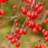 Cornus Officinalis Robin’s Pride or Japanese Cornelian Cherry with fabulous colour early in the year that will really brighten your garden, buy online UK.