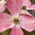 Cornus Florida Red Giant, or Flowering Dogwood, is a stunning tree with large, deep red bracts and white flowers, creating a dramatic display in spring followed by vibrant red fall foliage.