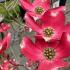 Cornus Florida Red Giant is a beautiful flowering dogwood that features large red bracts and white flowers, offering a striking spring display and excellent fall color.