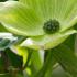 Cornus Rutgersensis Aurora Flowering Dogwood