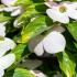 Cornus rutgersensis Stellar Pink hybrid dogwood with soft pink bracts