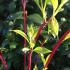 Cornus Sibirica new growth in Spring, showing bright green leaves and vibrant red stems