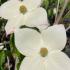 Cornus Teutonia upright tree with white flowers