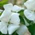 Cornus Venus dogwood produce spectacular white bracts in early summer, good sized specimens for sale online with UK delivery.