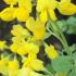 Coronilla Emerus is known as Scorpion Senna or Hippocrepis Emerus. Buy flowering shrubs online UK delivery.