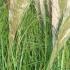 Pampas Grasses - Densely tufted, clump-forming perennial grasses - for sale at our North London garden centre & our online shop.