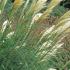 Cortaderia Selloana Rosea Pink Pampas Grass Ornamental Grass for sale online UK delivery.