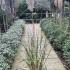 Young Cortaderia Selloana Evita Pampas Grass with a single pampas plume