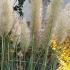 Cortaderia Selloana Evita or Pampas Grass Evita a beautiful compact pampas grass, perfect for smaller gardens, buy online UK delivery.