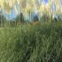 Cortaderia Selloana Pampas grass growing in an English garden