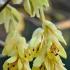 Corylopsis Pauciflora is also known as Buttercup Witch Hazel and Winter Hazel. Buy online UK delivery.