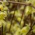 corylopsis-pauciflora-deciduous-shrub-yellow-flowers