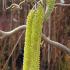 Corylus Avellana Contorta. Corkscrew Hazel Tree with catkins, trees for sale online UK delivery.