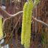 Corylus Avellana Contorta, commonly known as the Contorted Hazel or Harry Lauder